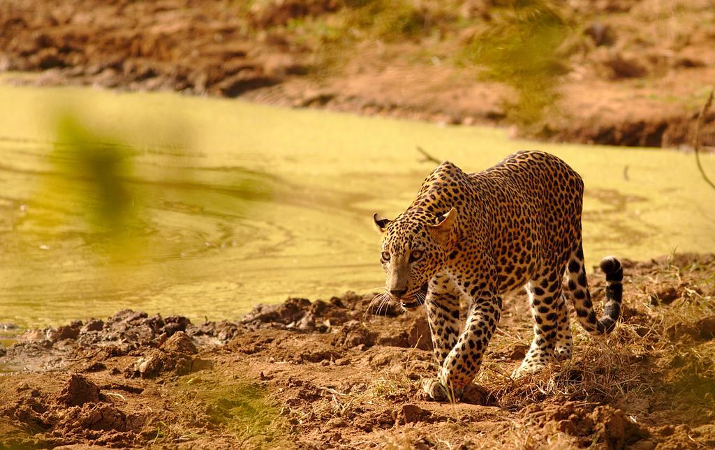 Naturehawks Safari Villa Тіссамахарама Екстер'єр фото