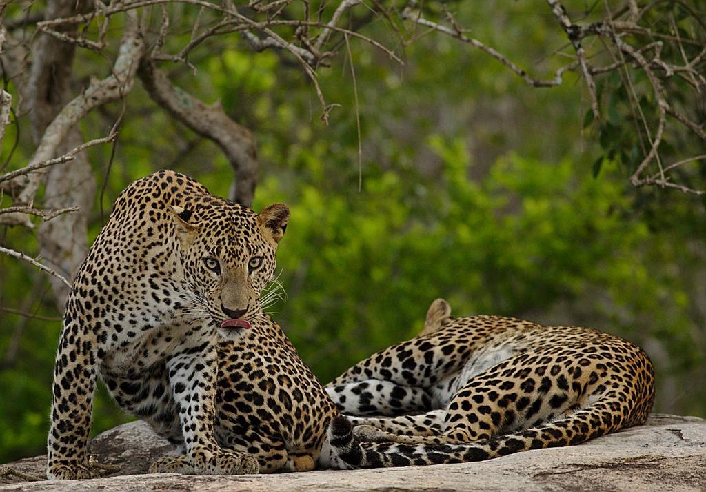 Naturehawks Safari Villa Тіссамахарама Екстер'єр фото
